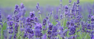 Preview wallpaper lavender, flowers, field, blurred