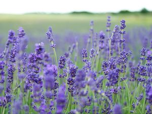 Preview wallpaper lavender, flowers, field, blurred