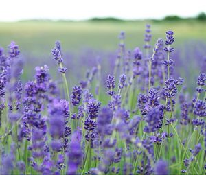 Preview wallpaper lavender, flowers, field, blurred