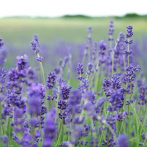 Preview wallpaper lavender, flowers, field, blurred