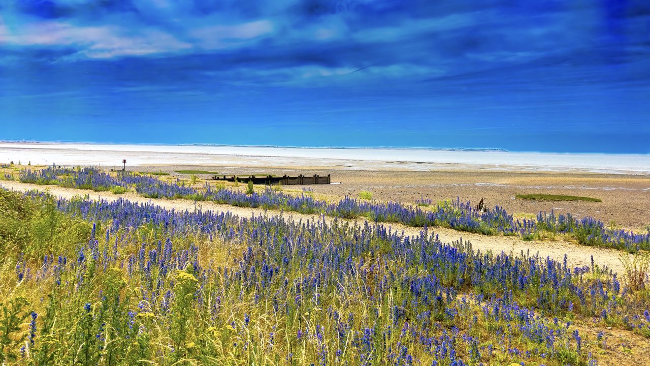 Wallpaper lavender, flowers, field, coast, sea, landscape