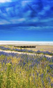 Preview wallpaper lavender, flowers, field, coast, sea, landscape