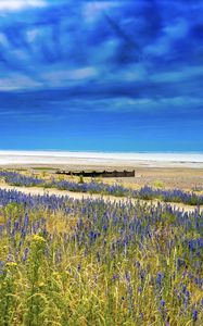 Preview wallpaper lavender, flowers, field, coast, sea, landscape