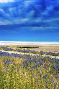 Preview wallpaper lavender, flowers, field, coast, sea, landscape