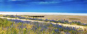 Preview wallpaper lavender, flowers, field, coast, sea, landscape