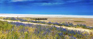 Preview wallpaper lavender, flowers, field, coast, sea, landscape