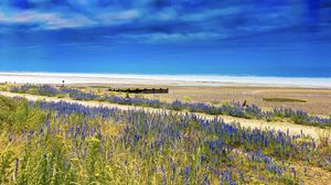 Preview wallpaper lavender, flowers, field, coast, sea, landscape