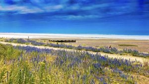 Preview wallpaper lavender, flowers, field, coast, sea, landscape