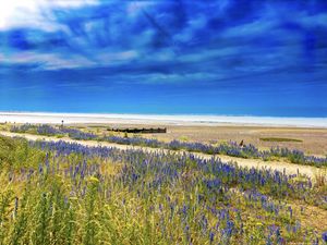 Preview wallpaper lavender, flowers, field, coast, sea, landscape