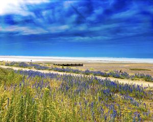 Preview wallpaper lavender, flowers, field, coast, sea, landscape