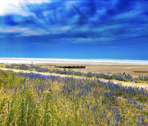 Preview wallpaper lavender, flowers, field, coast, sea, landscape