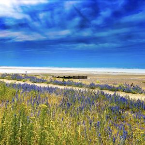 Preview wallpaper lavender, flowers, field, coast, sea, landscape