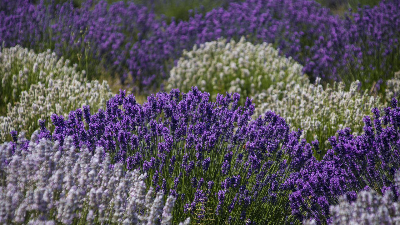 Wallpaper lavender, flowers, field, purple, inflorescences