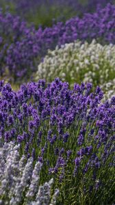 Preview wallpaper lavender, flowers, field, purple, inflorescences