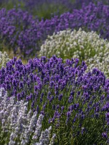 Preview wallpaper lavender, flowers, field, purple, inflorescences