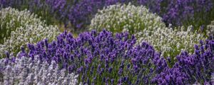 Preview wallpaper lavender, flowers, field, purple, inflorescences