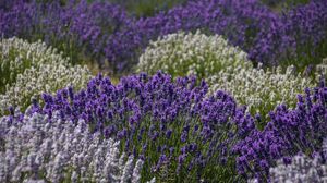 Preview wallpaper lavender, flowers, field, purple, inflorescences