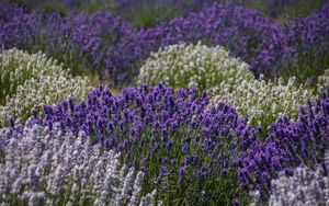 Preview wallpaper lavender, flowers, field, purple, inflorescences