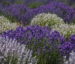 Preview wallpaper lavender, flowers, field, purple, inflorescences