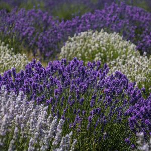 Preview wallpaper lavender, flowers, field, purple, inflorescences