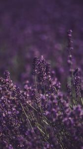 Preview wallpaper lavender, flowers, field, purple, bloom