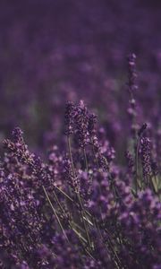 Preview wallpaper lavender, flowers, field, purple, bloom