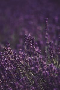 Preview wallpaper lavender, flowers, field, purple, bloom