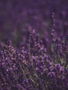 Preview wallpaper lavender, flowers, field, purple, bloom