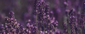 Preview wallpaper lavender, flowers, field, purple, bloom