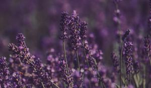Preview wallpaper lavender, flowers, field, purple, bloom