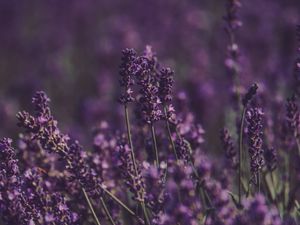 Preview wallpaper lavender, flowers, field, purple, bloom