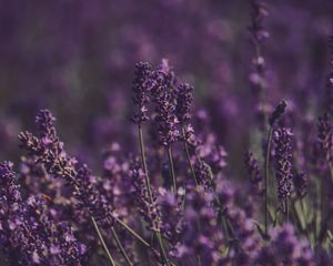 Preview wallpaper lavender, flowers, field, purple, bloom