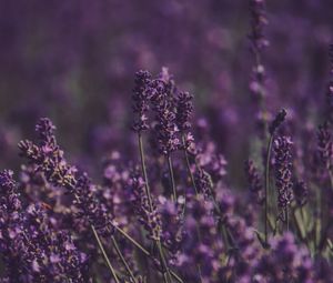 Preview wallpaper lavender, flowers, field, purple, bloom