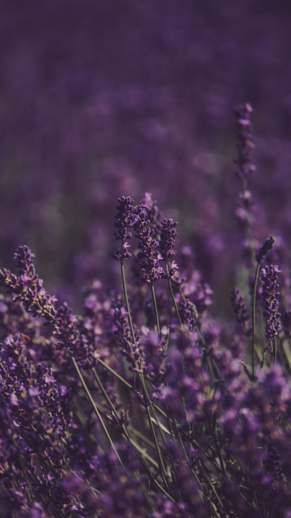 Download wallpaper 938x1668 lavender, flowers, field, purple, bloom iphone  8/7/6s/6 for parallax hd background