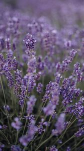 Preview wallpaper lavender, flowers, field, wildflowers, purple