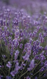 Preview wallpaper lavender, flowers, field, wildflowers, purple