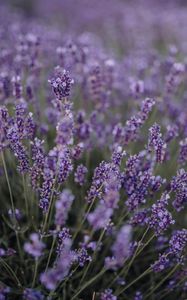 Preview wallpaper lavender, flowers, field, wildflowers, purple