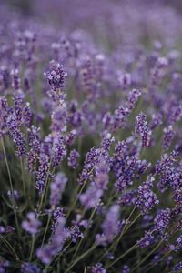 Preview wallpaper lavender, flowers, field, wildflowers, purple