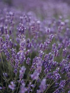 Preview wallpaper lavender, flowers, field, wildflowers, purple