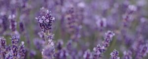 Preview wallpaper lavender, flowers, field, wildflowers, purple