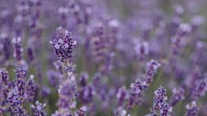 Preview wallpaper lavender, flowers, field, wildflowers, purple