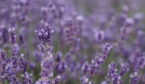 Preview wallpaper lavender, flowers, field, wildflowers, purple