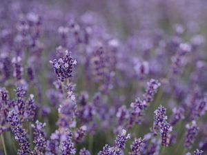 Preview wallpaper lavender, flowers, field, wildflowers, purple