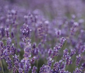 Preview wallpaper lavender, flowers, field, wildflowers, purple