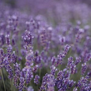 Preview wallpaper lavender, flowers, field, wildflowers, purple