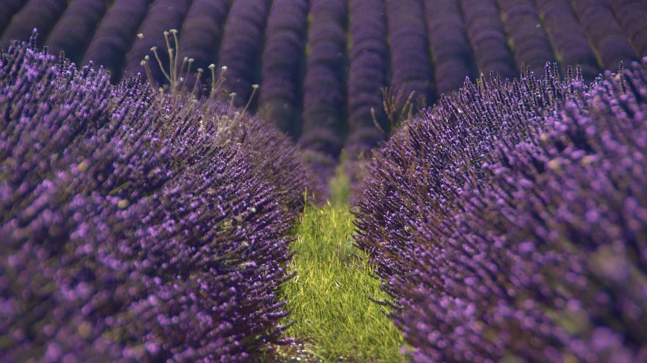 Wallpaper lavender, flowers, field, purple