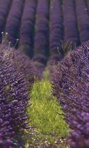 Preview wallpaper lavender, flowers, field, purple