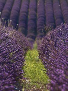 Preview wallpaper lavender, flowers, field, purple