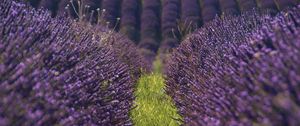 Preview wallpaper lavender, flowers, field, purple