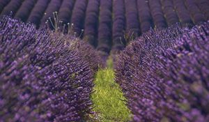 Preview wallpaper lavender, flowers, field, purple